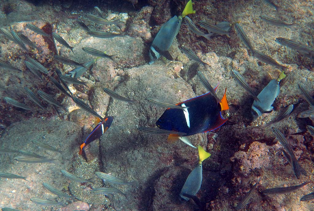 Every day will also feature an opportunity to snorkel in these amazingly rich waters – King Angelfish are the most colorful.